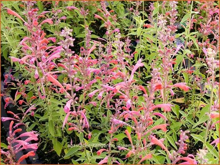 Agastache &#039;Tangerine Dream&#039; | Dropplant, Anijsnetel | Duftnessel