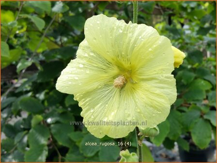 Alcea rugosa | Stokroos | Runzelige Stockrose | Russian Hollyhock