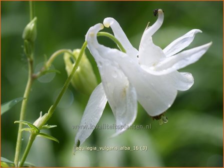 Aquilegia vulgaris &#039;Alba&#039; | Akelei | Gew&ouml;hnliche Akelei