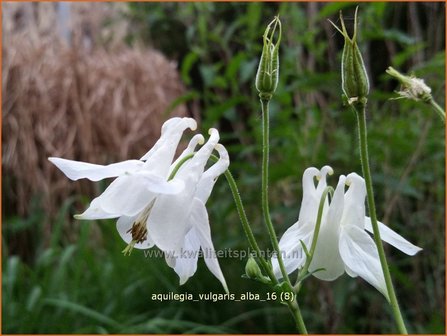 Aquilegia vulgaris &#039;Alba&#039; | Akelei | Gew&ouml;hnliche Akelei