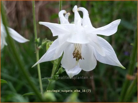 Aquilegia vulgaris &#039;Alba&#039; | Akelei | Gew&ouml;hnliche Akelei