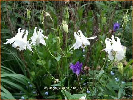 Aquilegia vulgaris &#039;Alba&#039; | Akelei | Gew&ouml;hnliche Akelei