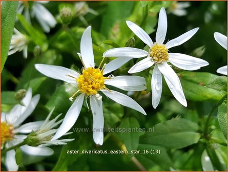 Aster divaricatus &#039;Eastern Star&#039; | Sneeuwsteraster, Bosaster, Aster | Waldaster