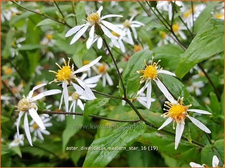 Aster divaricatus &#039;Eastern Star&#039; | Sneeuwsteraster, Bosaster, Aster | Waldaster