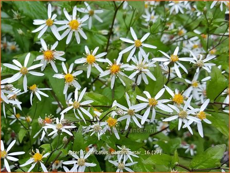 Aster divaricatus &#039;Eastern Star&#039; | Sneeuwsteraster, Bosaster, Aster | Waldaster