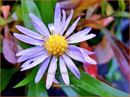 Aster &#039;Zwergenhimmel&#039; | Aster | Aster