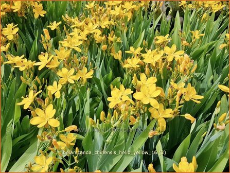 Belamcanda chinensis &amp;#39;Hello Yellow&amp;#39;