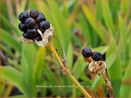 Belamcanda chinensis &amp;#39;Hello Yellow&amp;#39;