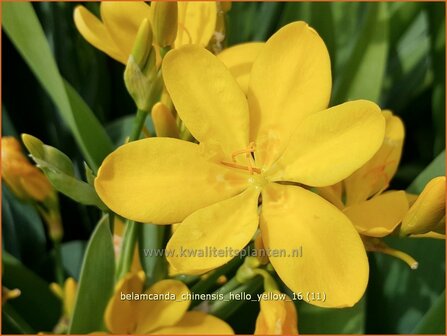 Belamcanda chinensis &amp;#39;Hello Yellow&amp;#39;