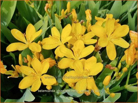 Belamcanda chinensis &amp;#39;Hello Yellow&amp;#39;