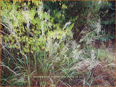 Calamagrostis brachytricha &#039;Mona&#039; | Diamantgras, Struisriet | Diamant-Reitgras