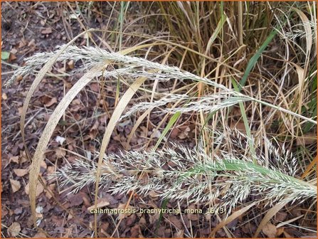 Calamagrostis brachytricha &#039;Mona&#039; | Diamantgras, Struisriet | Diamant-Reitgras