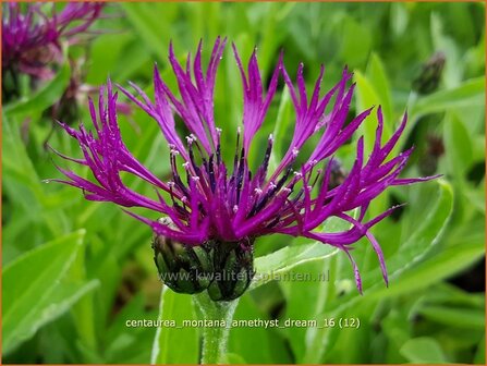 Centaurea montana &#039;Amethyst Dream&#039; | Bergkorenbloem, Bergcentaurie, Korenbloem, Centaurie | Berg-Flockenblume