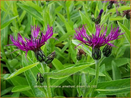 Centaurea montana &#039;Amethyst Dream&#039; | Bergkorenbloem, Bergcentaurie, Korenbloem, Centaurie | Berg-Flockenblume