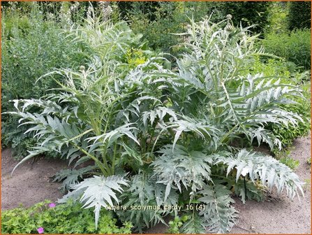 Cynara scolymus &#039;Cardy&#039; | Artisjok, Kardoen | Artischocke