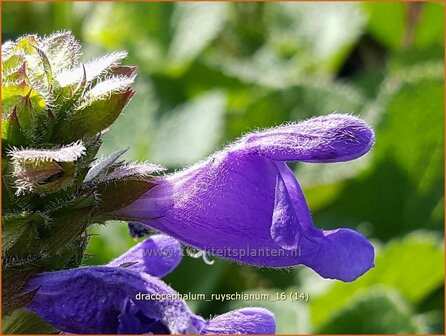 Dracocephalum ruyschianum | Drakenkop | Eurasischer Drachenkopf