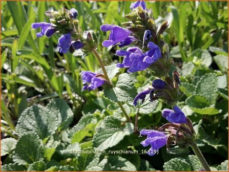 Dracocephalum ruyschianum | Drakenkop | Eurasischer Drachenkopf