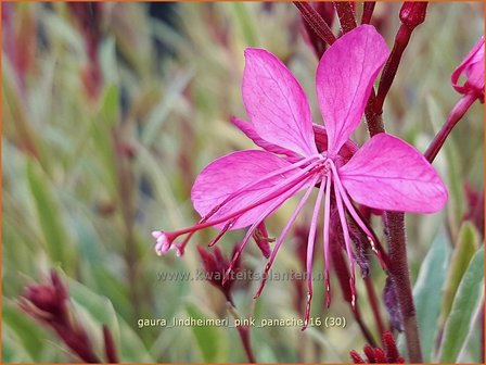 Gaura lindheimeri &amp;#39;Pink Panache&amp;#39;