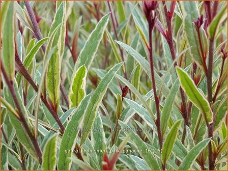 Gaura lindheimeri &amp;#39;Pink Panache&amp;#39;