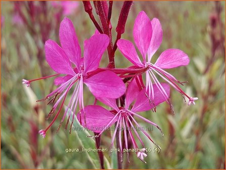 Gaura lindheimeri &amp;#39;Pink Panache&amp;#39;