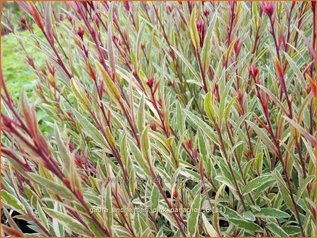 Gaura lindheimeri &amp;#39;Pink Panache&amp;#39;