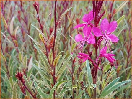 Gaura lindheimeri &amp;#39;Pink Panache&amp;#39;