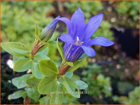 Gentiana &#039;Blue Star&#039; | Gentiaan | Enzian