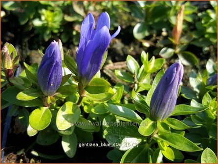 Gentiana &#039;Blue Star&#039; | Gentiaan | Enzian