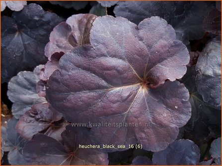 Heuchera &#039;Black Sea&#039; | Purperklokje | Purpurgl&ouml;ckchen