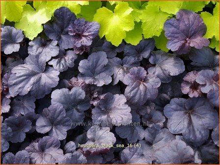 Heuchera &#039;Black Sea&#039; | Purperklokje | Purpurgl&ouml;ckchen