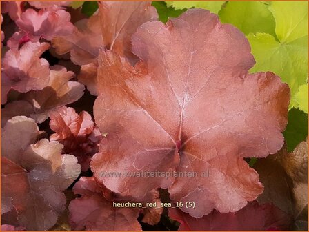 Heuchera &#039;Red Sea&#039; | Purperklokje | Purpurgl&ouml;ckchen