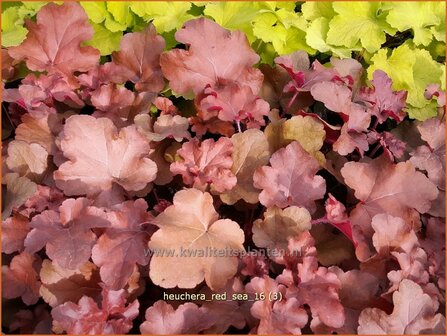 Heuchera &#039;Red Sea&#039; | Purperklokje | Purpurgl&ouml;ckchen