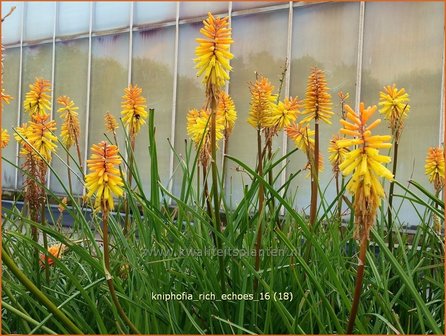 Kniphofia &#039;Rich Echoes&#039; | Vuurpijl, Fakkellelie | Fackellilie