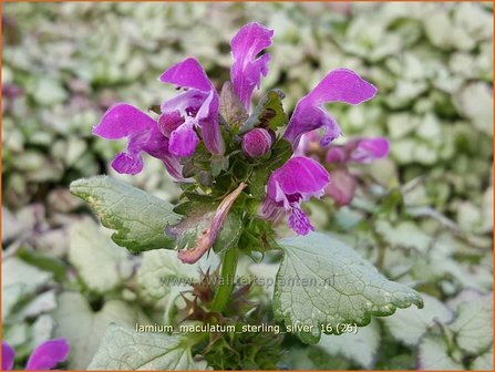 Lamium maculatum &#039;Sterling Silver&#039; | Gevlekte dovenetel, Dovenetel | Gefleckte Taubnessel