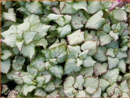 Lamium maculatum &#039;Sterling Silver&#039; | Gevlekte dovenetel, Dovenetel | Gefleckte Taubnessel