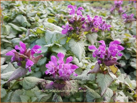 Lamium maculatum &#039;Sterling Silver&#039; | Gevlekte dovenetel, Dovenetel | Gefleckte Taubnessel