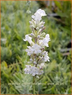 Lavandula angustifolia &#039;Arctic Snow&#039; | Gewone lavendel, Echte lavendel, Lavendel | Echter Lavendel