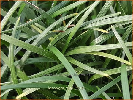 Ophiopogon chingii | Slangenbaard | Filigraner Schlangenbart