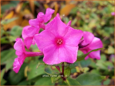 Phlox &#039;Flame Pink&#039; | Vlambloem, Flox, Floks | Hohe Flammenblume