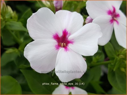 Phlox &#039;Flame White Eye&#039; | Vlambloem, Flox, Floks | Hohe Flammenblume