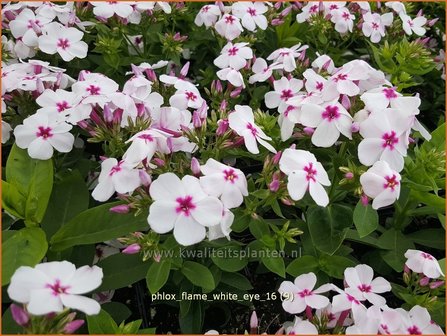 Phlox &amp;#39;Flame White Eye&amp;#39;