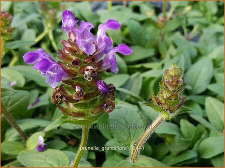 Prunella grandiflora | Brunel, Bijenkorfje | Gro&szlig;bl&uuml;tige Braunelle