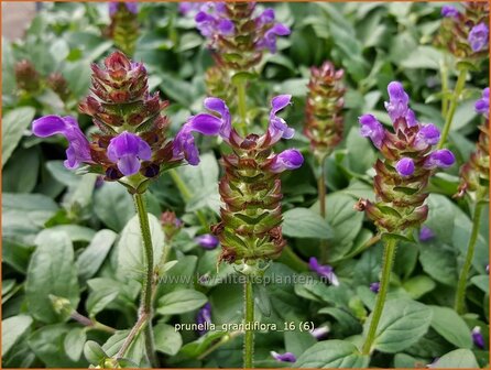 Prunella grandiflora | Brunel, Bijenkorfje | Gro&szlig;bl&uuml;tige Braunelle