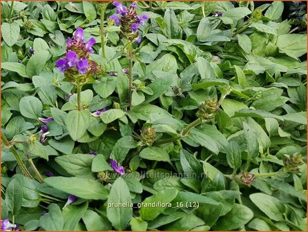 Prunella grandiflora | Brunel, Bijenkorfje | Gro&szlig;bl&uuml;tige Braunelle