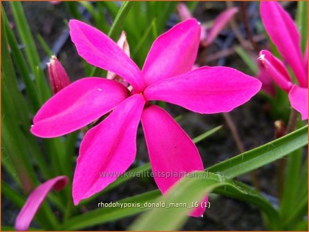 Rhodohypoxis &#039;Donald Mann&#039; | Roodsterretje, Sterretjesgras | Grasstern