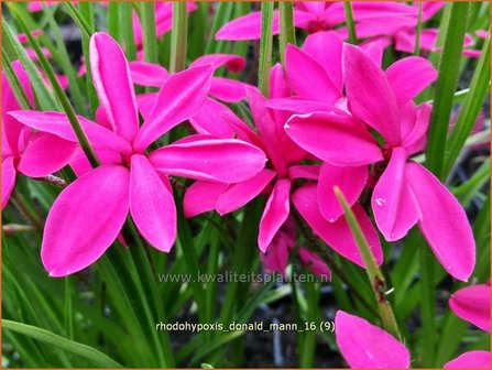 Rhodohypoxis &#039;Donald Mann&#039; | Roodsterretje, Sterretjesgras | Grasstern