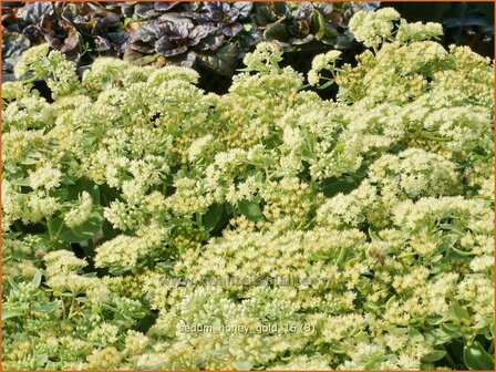 Sedum &#039;Honey Gold&#039; | Hemelsleutel, Vetkruid | Fettblatt