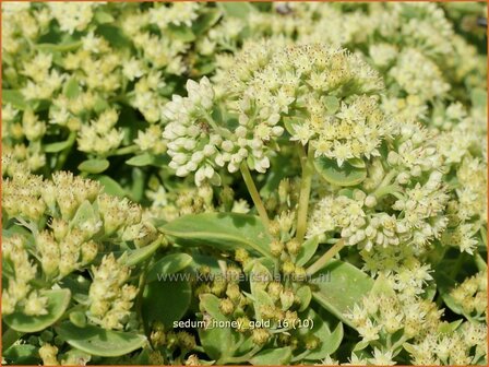 Sedum &#039;Honey Gold&#039; | Hemelsleutel, Vetkruid | Fettblatt