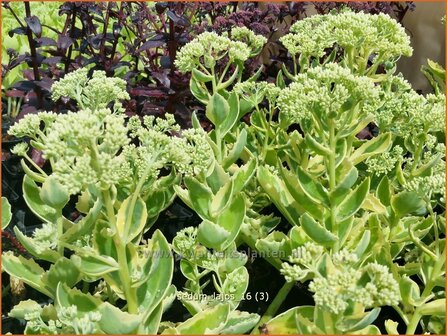 Sedum &#039;Lajos&#039; | Hemelsleutel, Vetkruid | Fettblatt