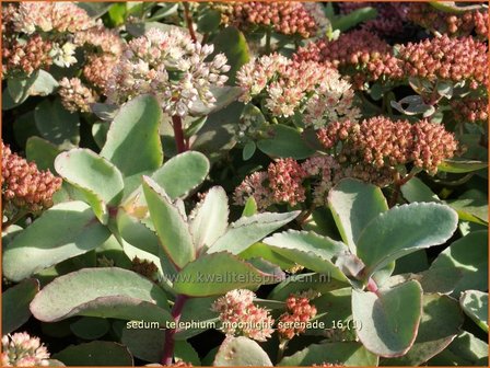 Sedum telephium &#039;Moonlight Serenade&#039; | Hemelsleutel, Vetkruid | Grosse Fetthenne